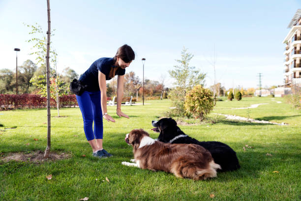 5 Essential Commands to Teach Your Dog