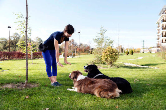 5 Essential Commands to Teach Your Dog